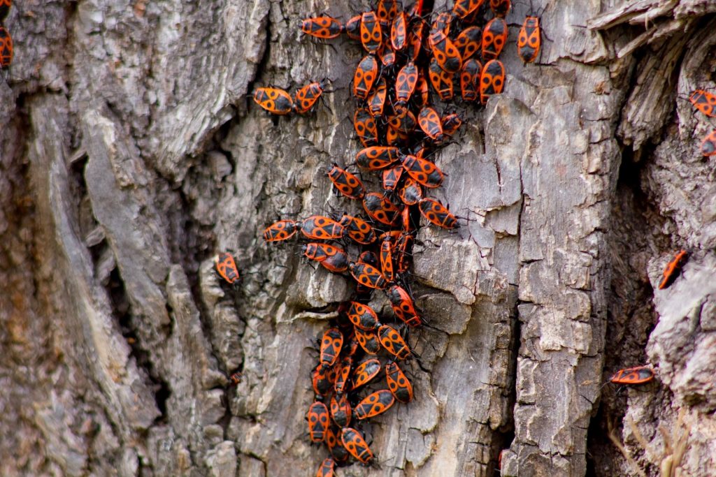 Get Rid of Those Boxelder Bugs!