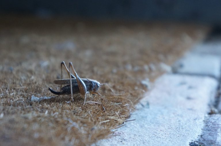 The Sneaky Ways Bugs are Getting Into Your Home