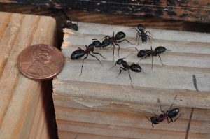 carpenter ants