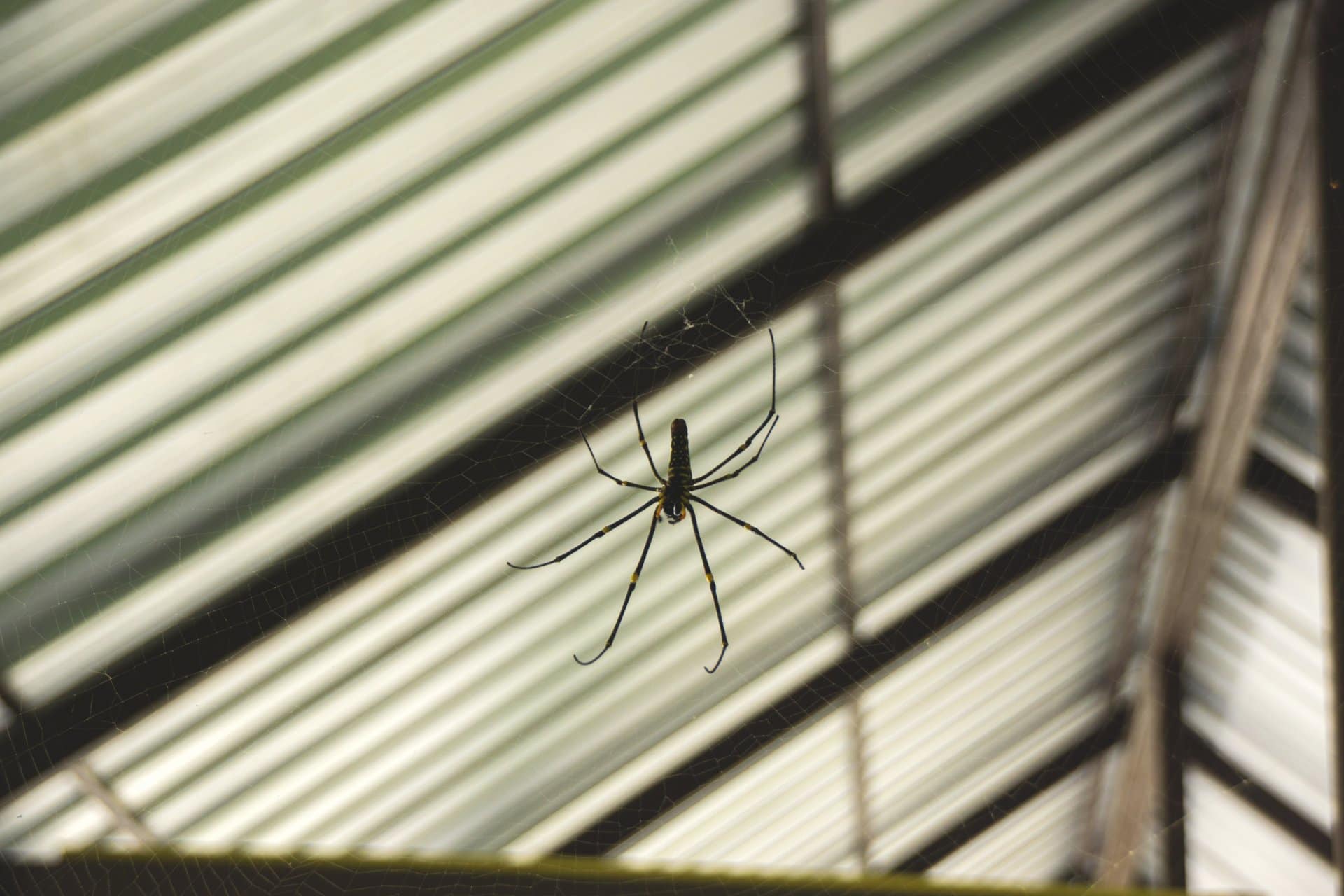 Увидеть паука ночью. Дом с пауком на крыше. Паук в кровати.