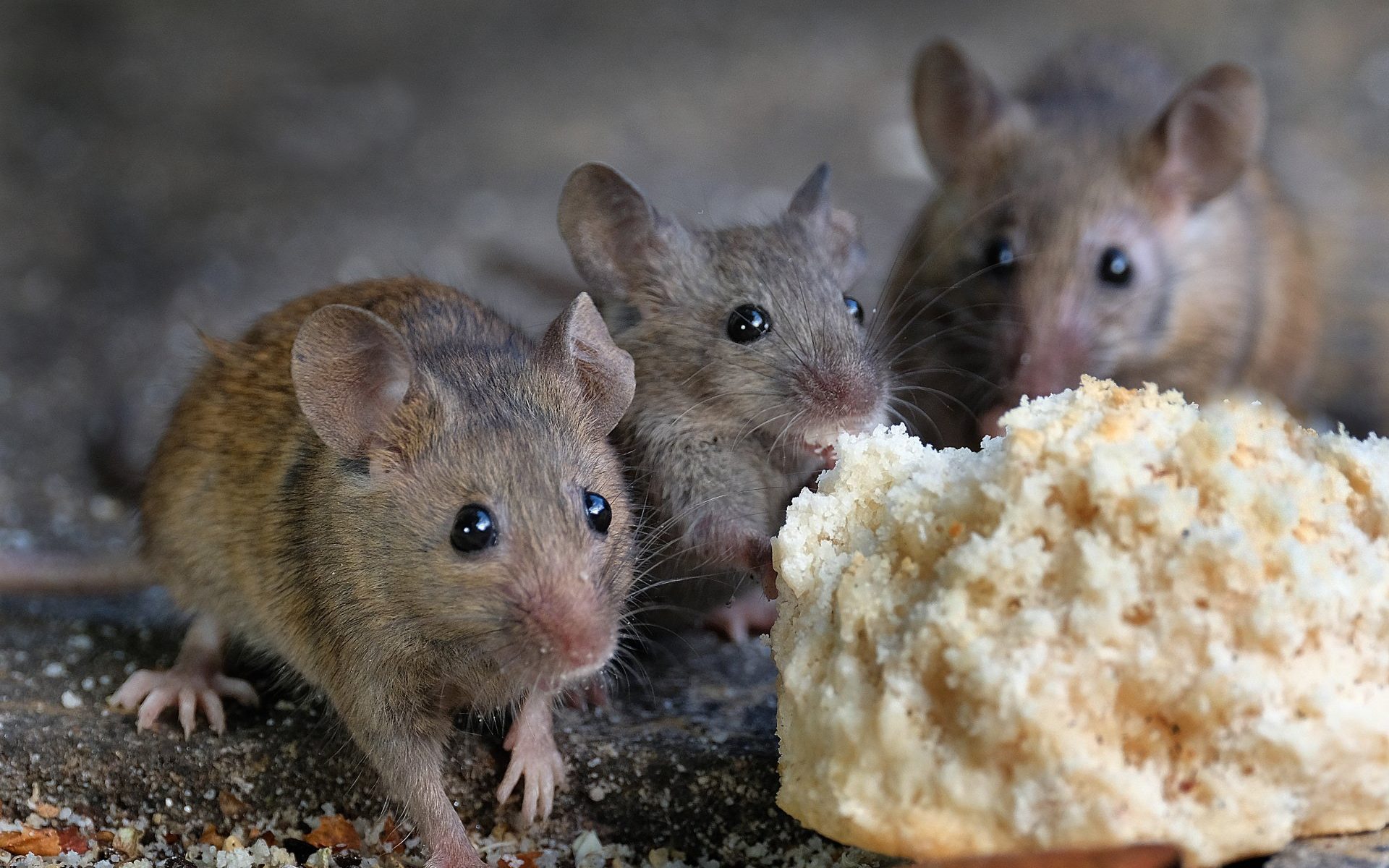 3 Proven Ways to Get Rid of Mice Fast 