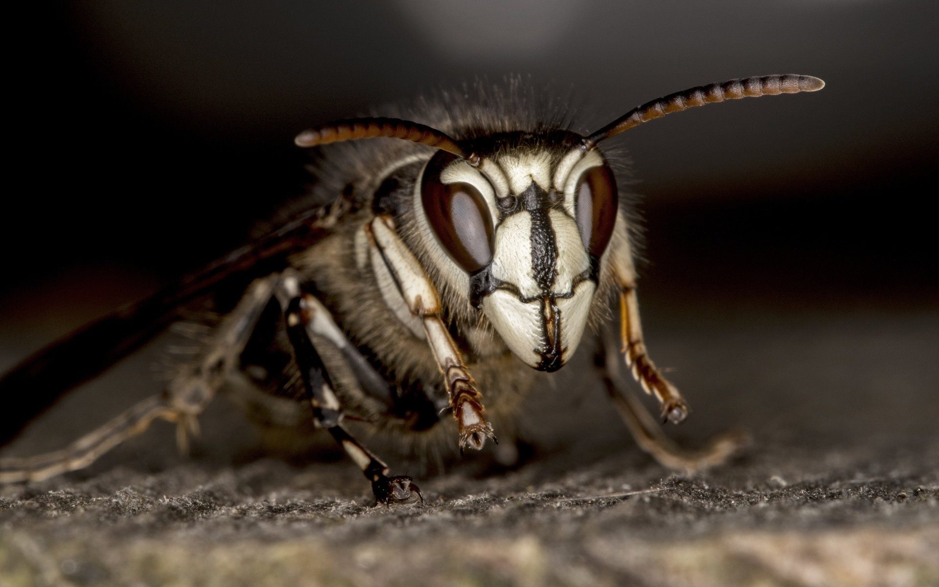 Bald Faced Hornets Extremely Aggressive Insects That Need Special Handling To Control Environmental Pest Management