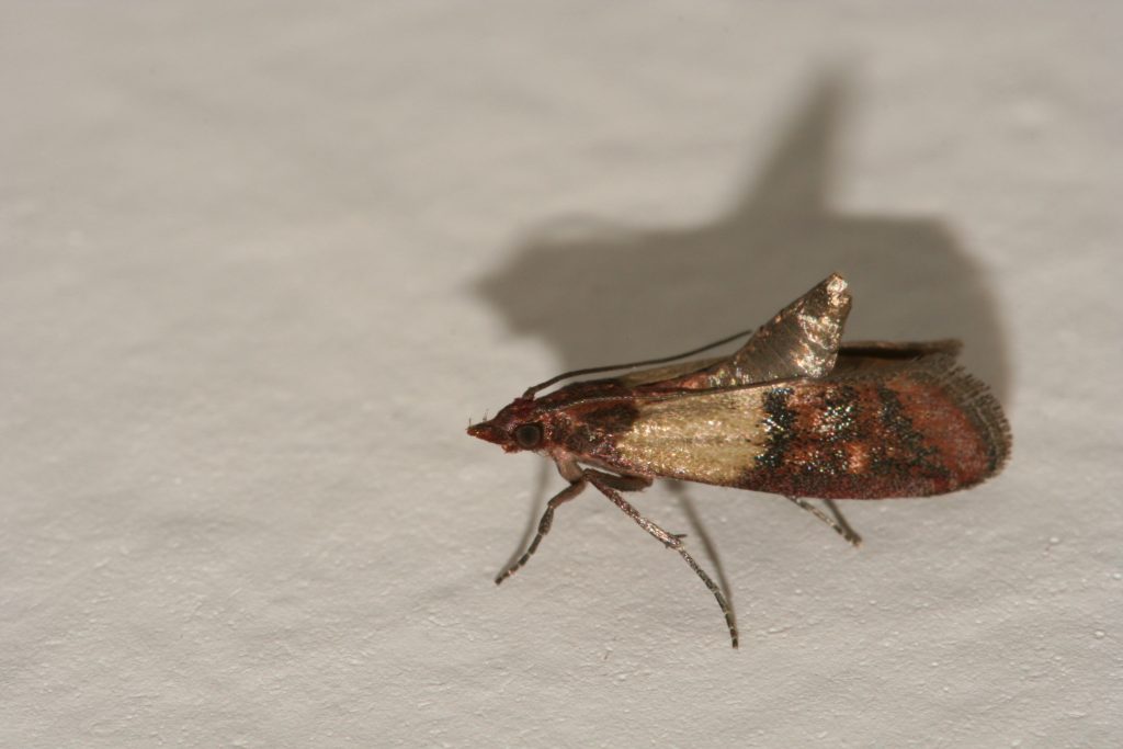 Indian Meal Moths: Pantry Pests | Bugtech