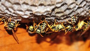 Paper Wasps