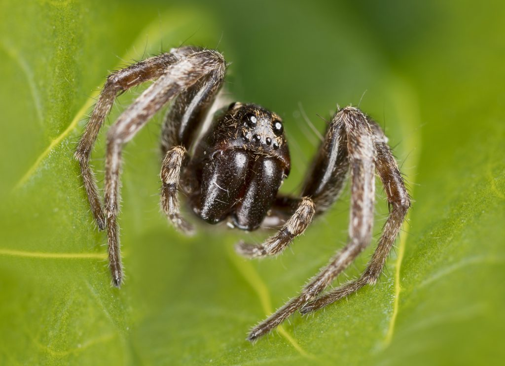 Very small wolf spider (Lycosidae) | Environmental Pest Management