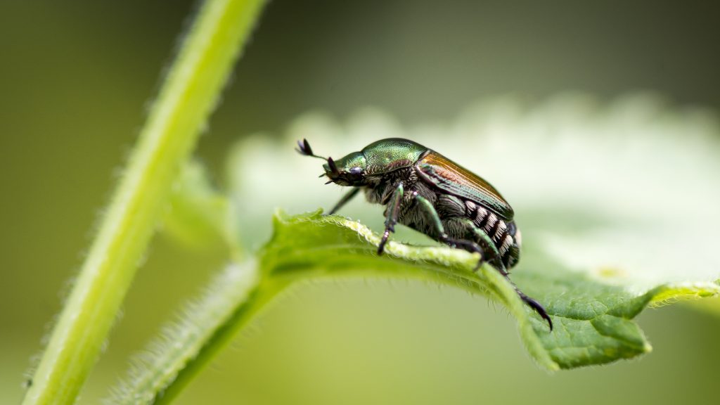 Japanese Beetles and What You Need to Know | Environmental Pest Management