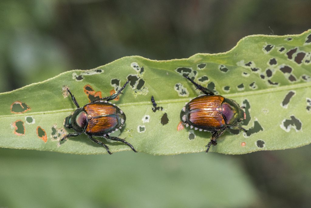 Japanese Beetles and What You Need to Know | Environmental Pest Management
