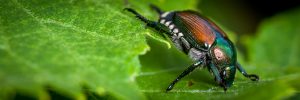 Japanese Beetle eating raspberry leaves