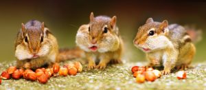 2 chipmunks eating