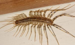 house centipede