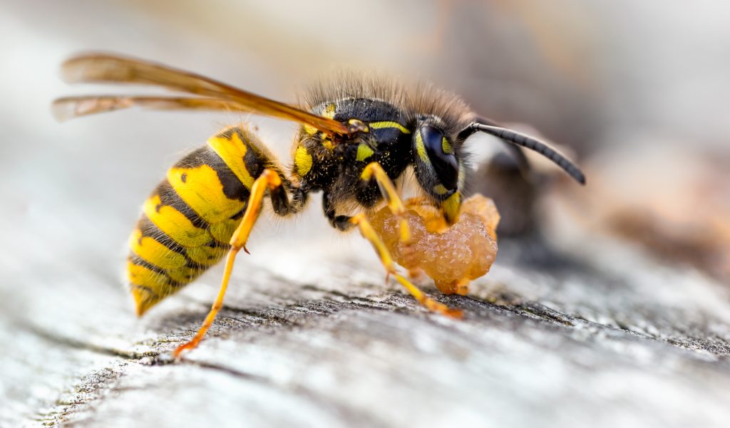 Wasp 101 And The Difference Between Wasps And Hornets Environmental Pest Management