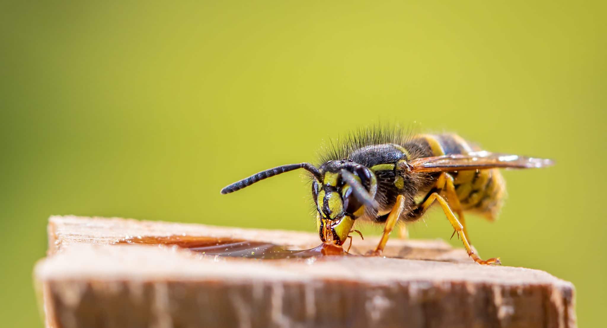 Seasonal Pest Problems In Oakdale MN: What Homeowners Should Expect In Each Season 4 A wasp is sitting at a food source. Concept close-ups of insects.