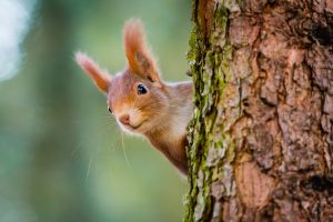 Curious red squirrel peeking behind the tree trunk