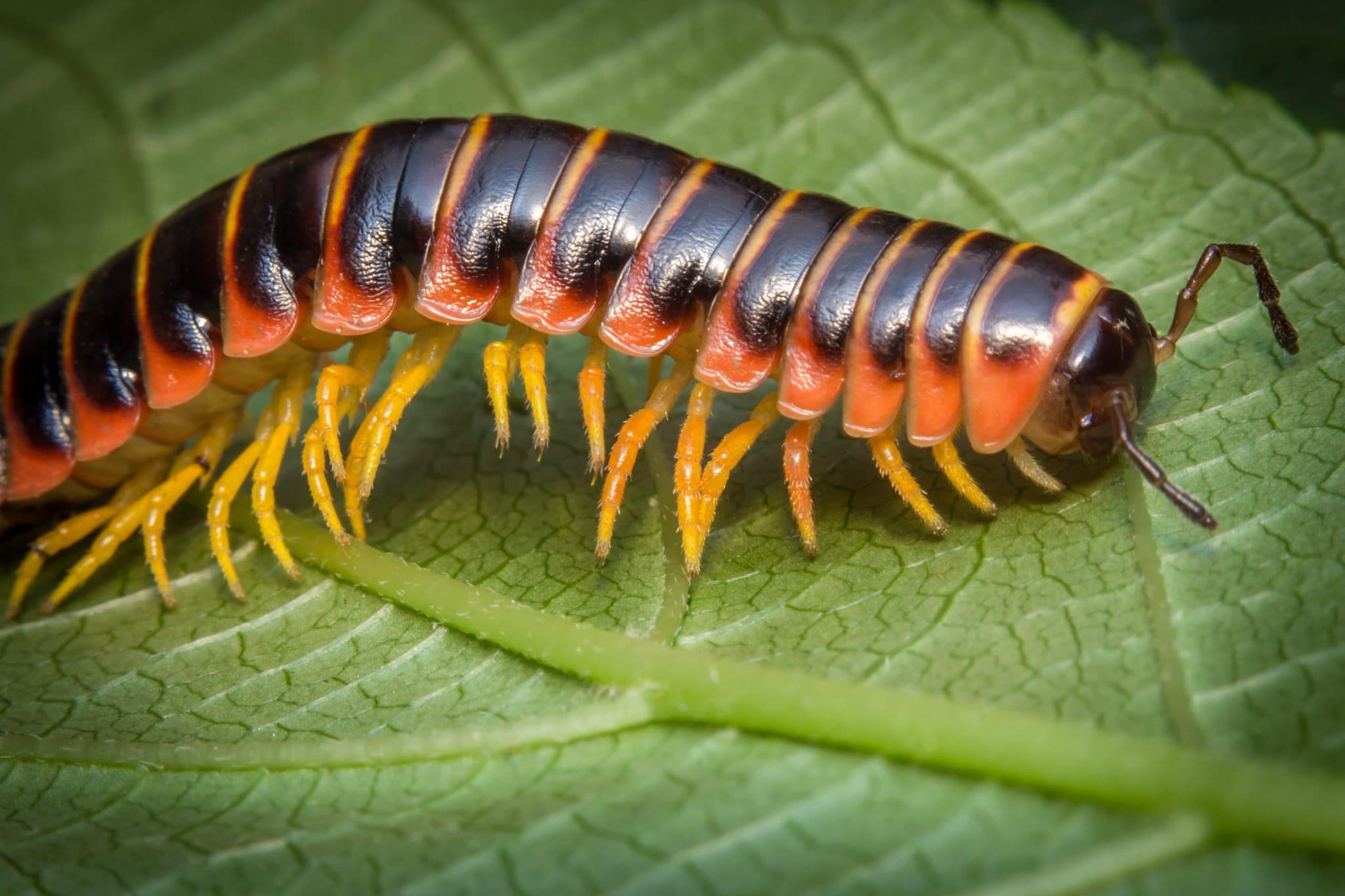 What You Need To Know About Creepy Crawly Millipedes