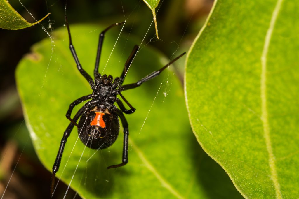 Black Widow Spider | Environmental Pest Management