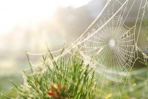 web on wild meadow, closeup view