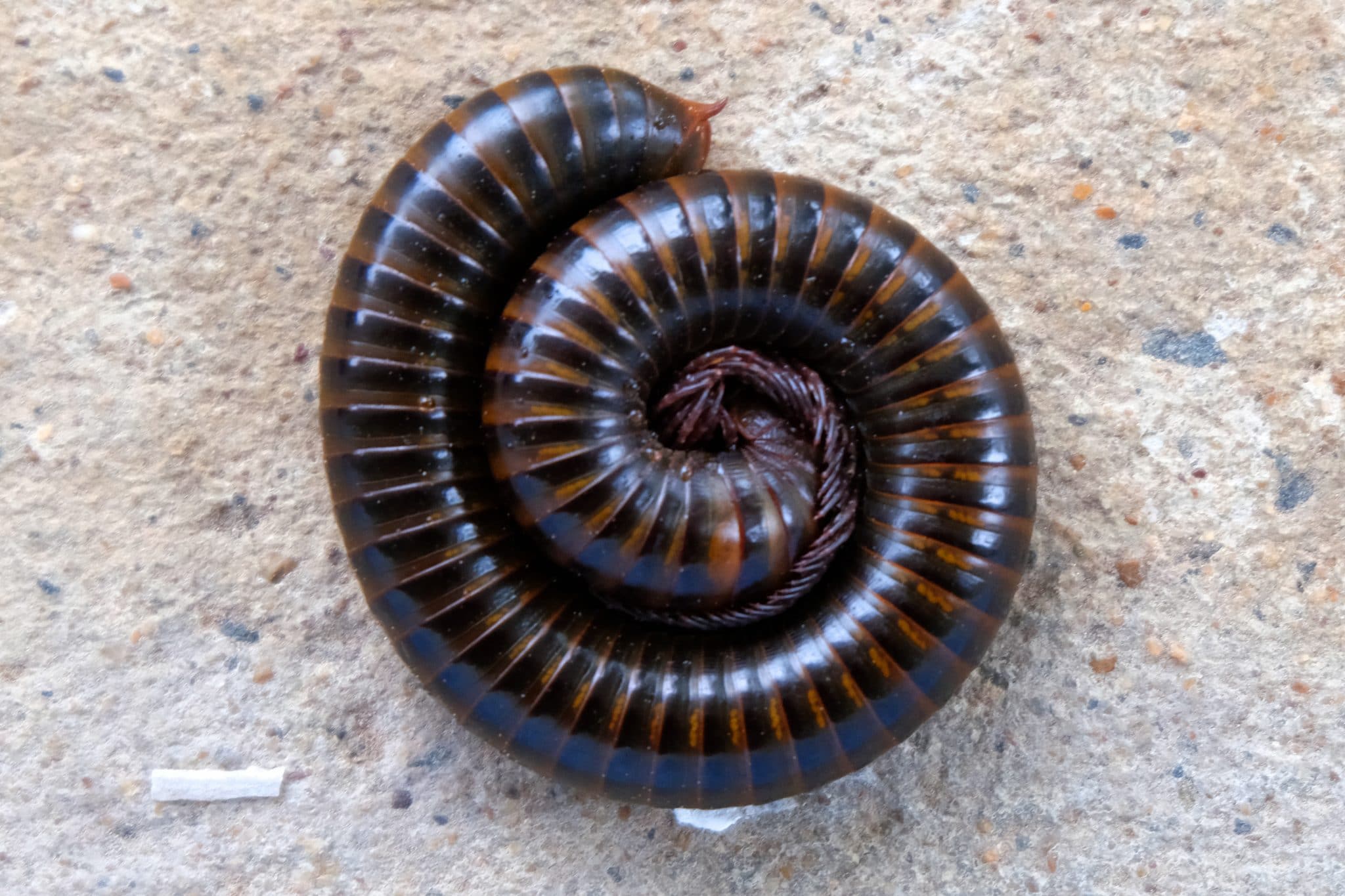 What You Need To Know About Creepy Crawly Millipedes