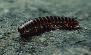 millipede up close