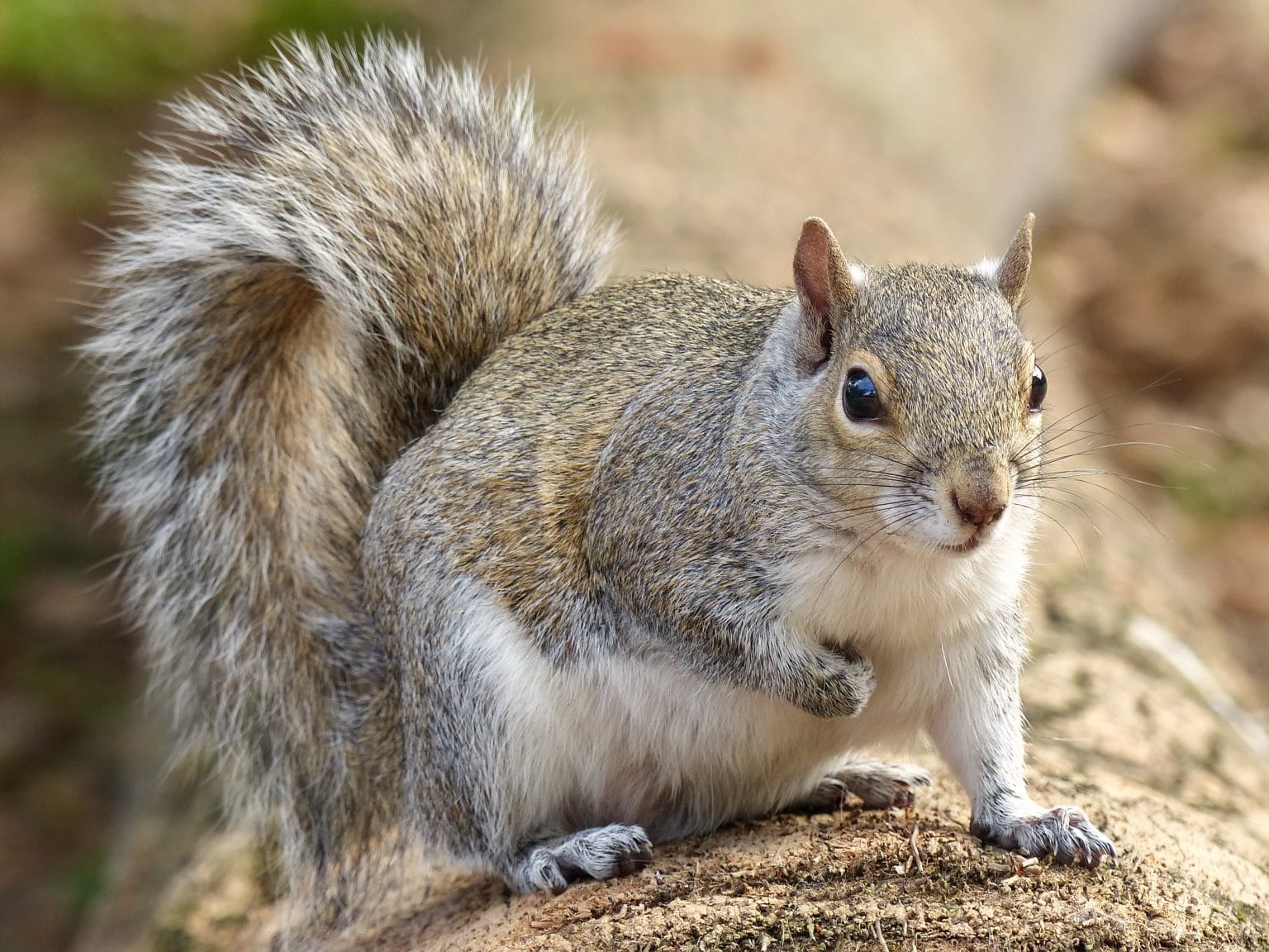 Squirrel! What To Do When Gray Squirrels Get Too Close | Bugtech