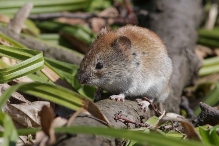 What Are Voles? Everything You Need To Know Environmental Pest Management