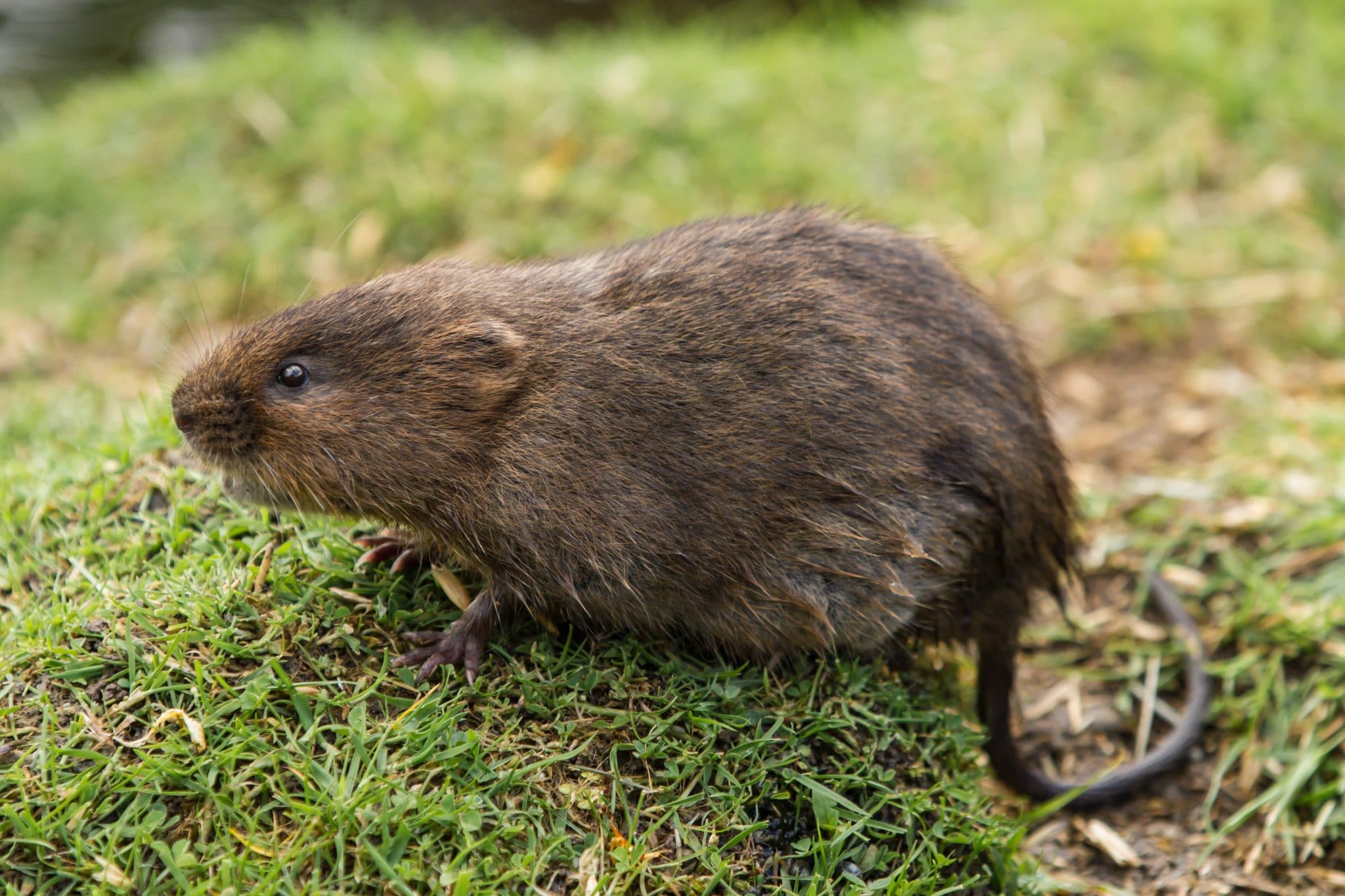 What Are Voles? Everything You Need To Know Environmental Pest Management