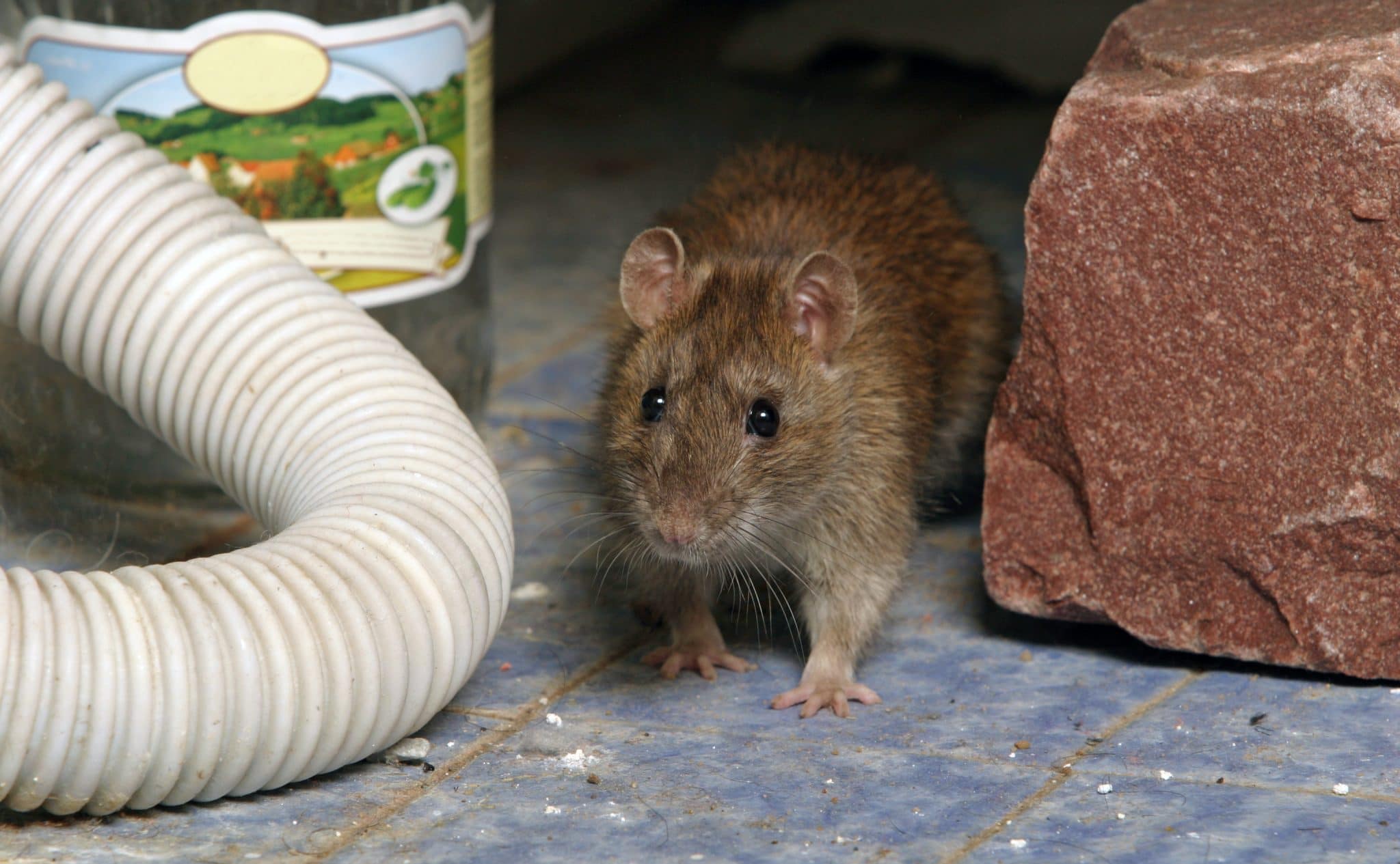 Mice problem. Rats and Mice in a Hotel. What is a rat Infestation in your own Home?.