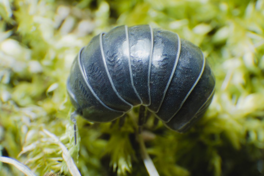 Pill Bug Armadillidium vulgare crawl on moss green background side view