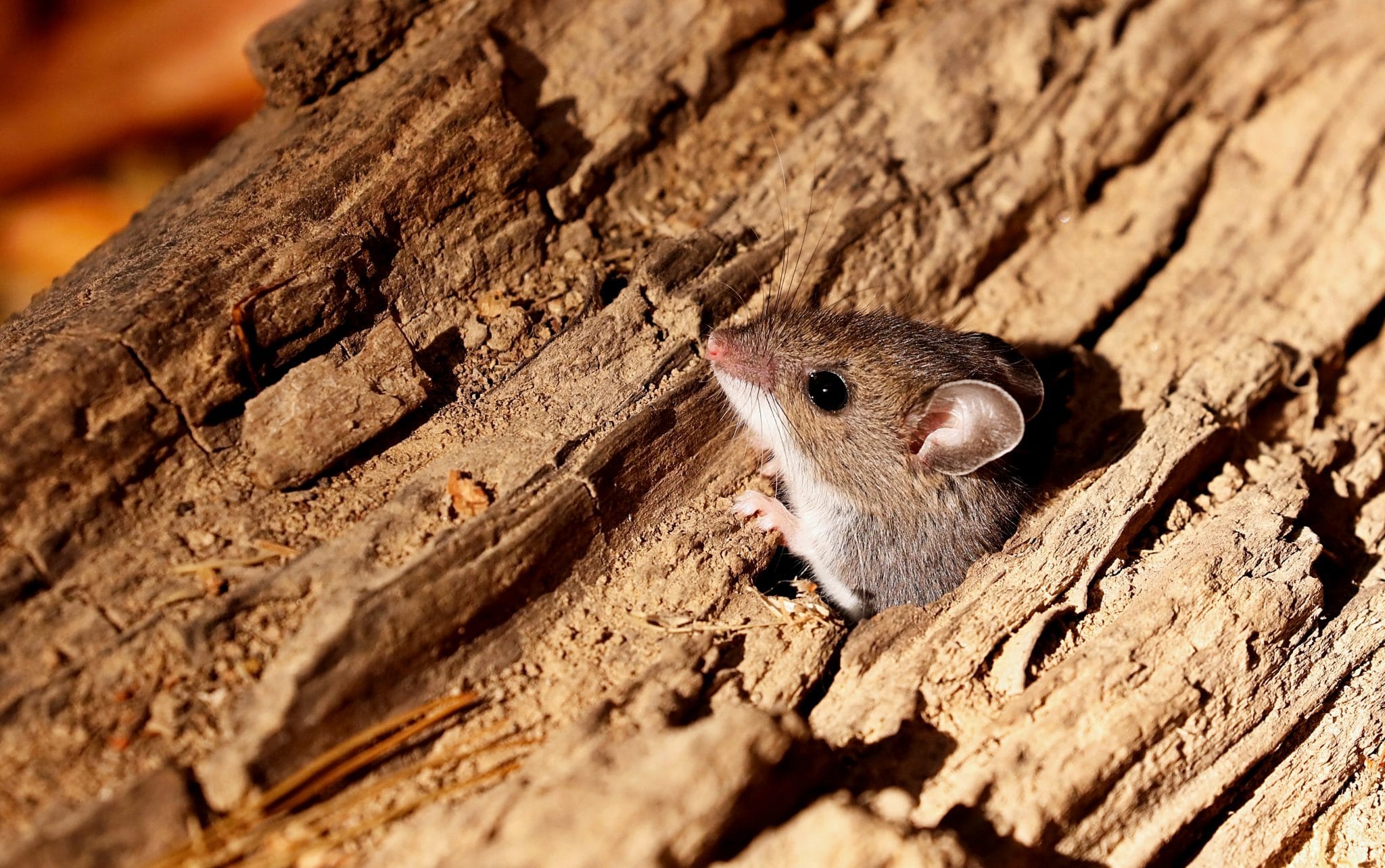 The deer mouse (Peromyscus maniculatus) north American native rodent, often called the North American deermouse