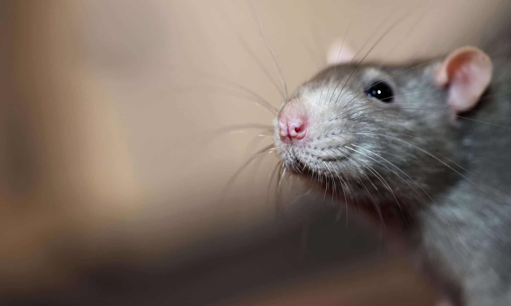 Portrait of domestic mouse