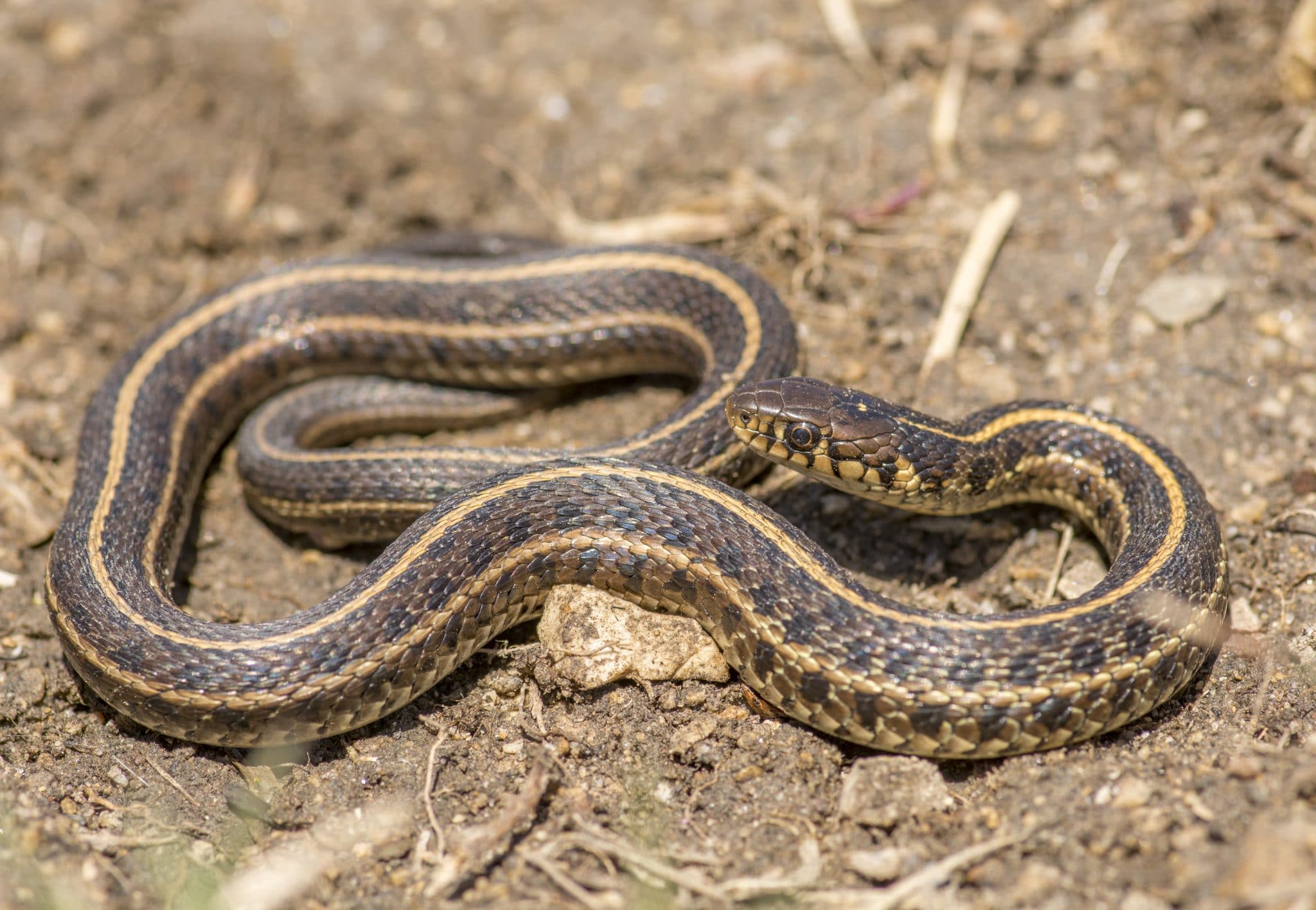 Where Do Garter Snakes Live