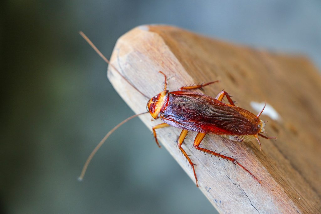 Cockroach Information Guide & How To Get Rid Of Roaches