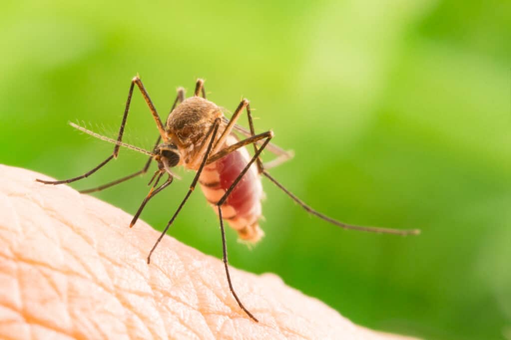 aedes-aegypti-mosquito-close-up-a-mosquito-sucking-human-blood