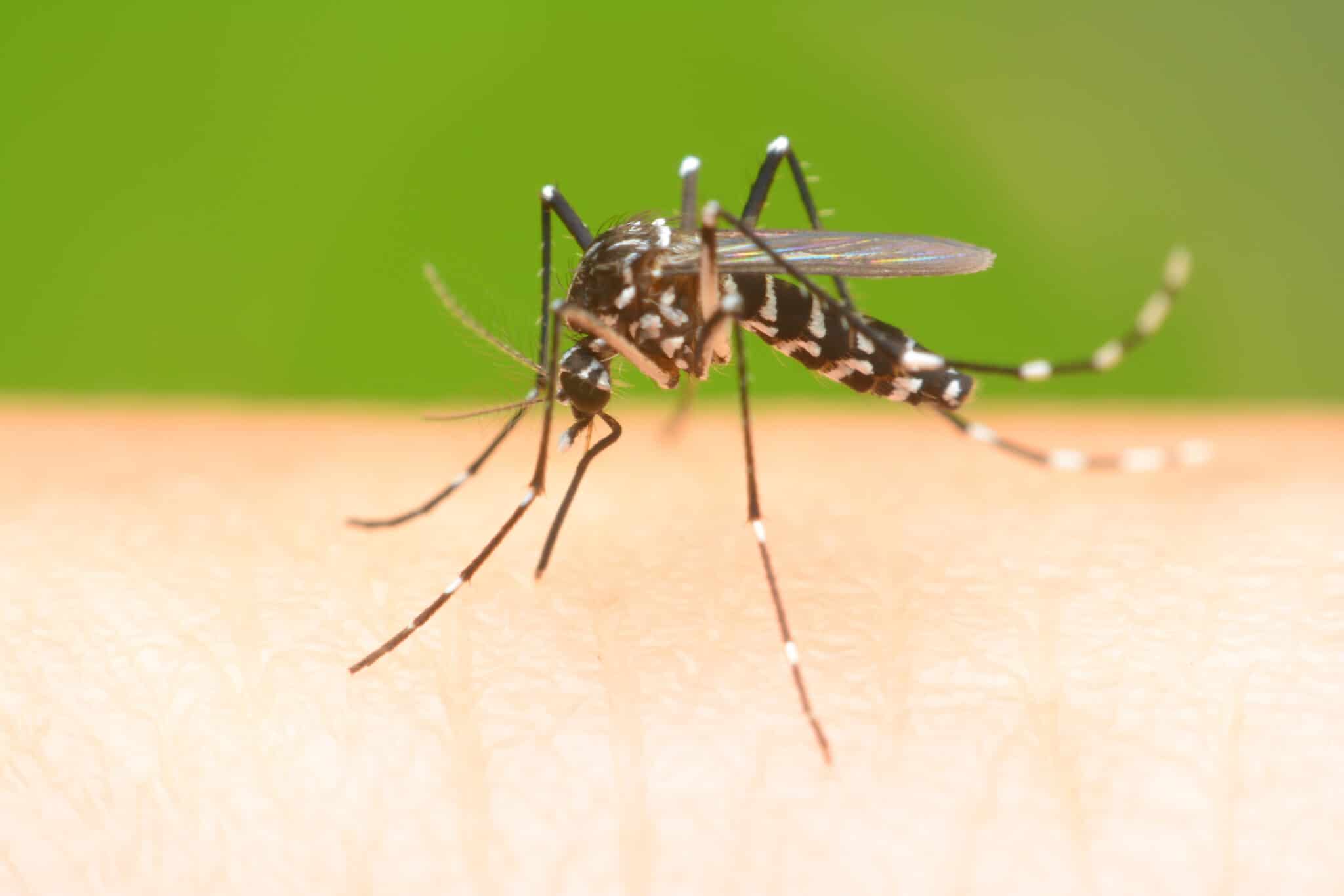 Seasonal Pest Problems In Oakdale MN: What Homeowners Should Expect In Each Season 2 Mosquito on a human hand sucking blood