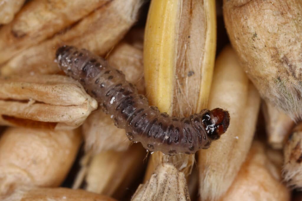 How To Bug Proof Your Pantry   AdobeStock 313048273 1024x683 