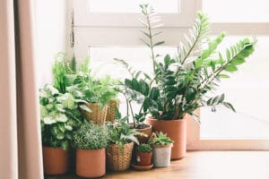 Plants that Keep Bugs Away 