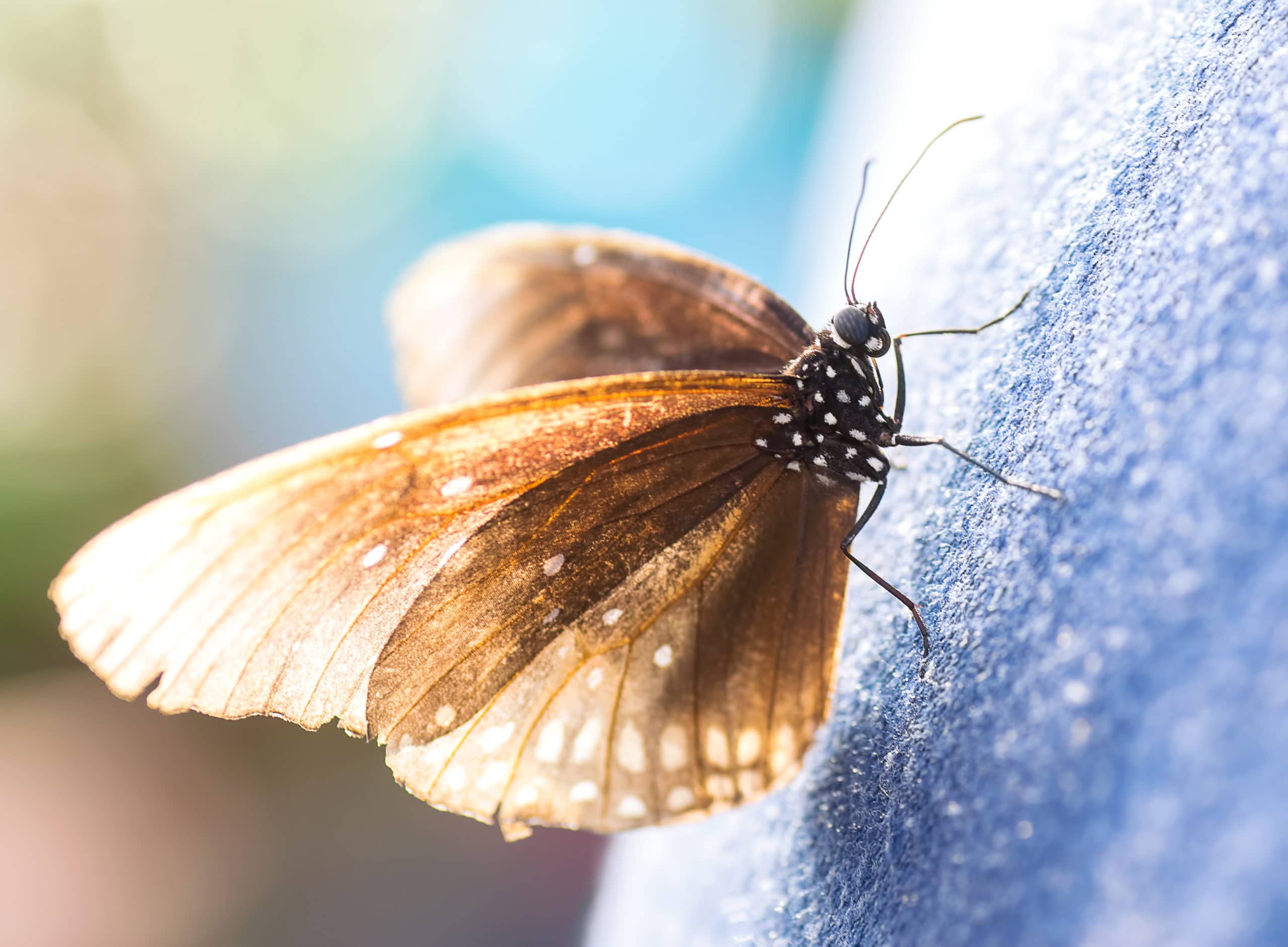 Large Brown Moth Environmental Pest Management