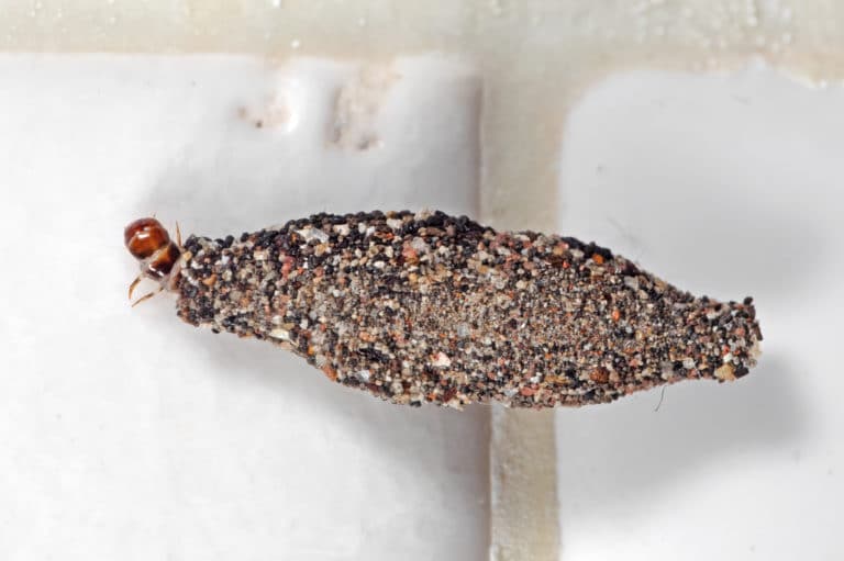 Macro Photo of Case Bearing Clothes Moth on White Wall | Environmental ...