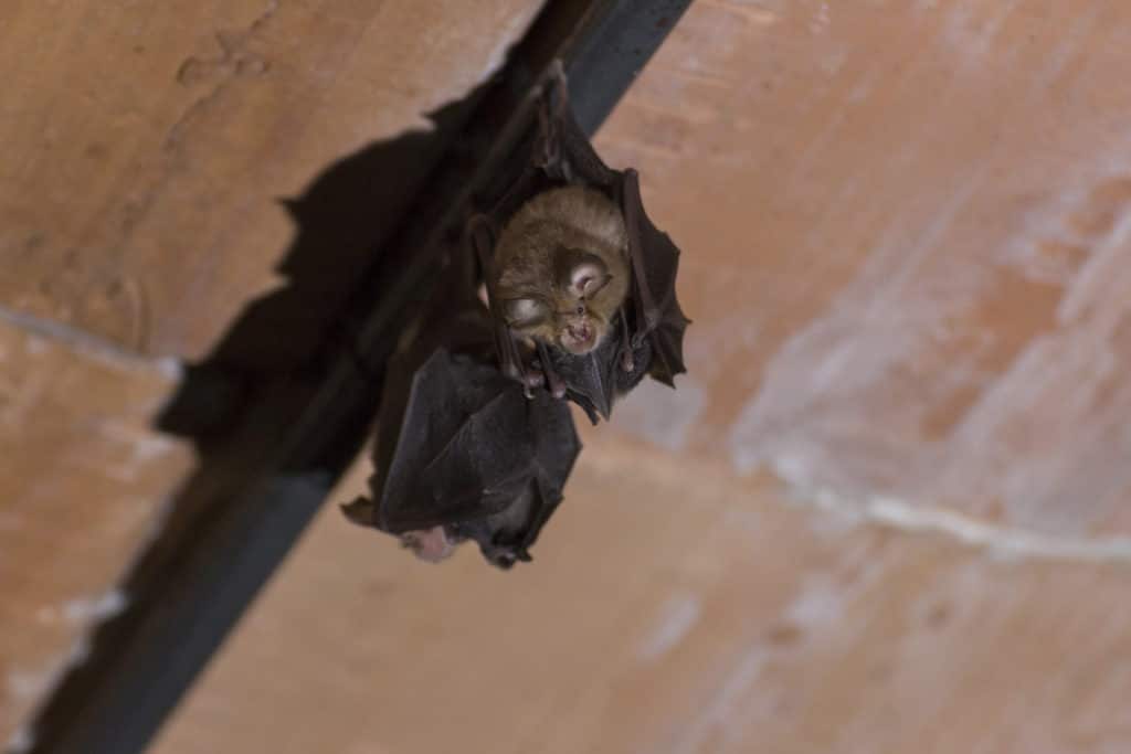 What To Do If You Have Bats In Your House