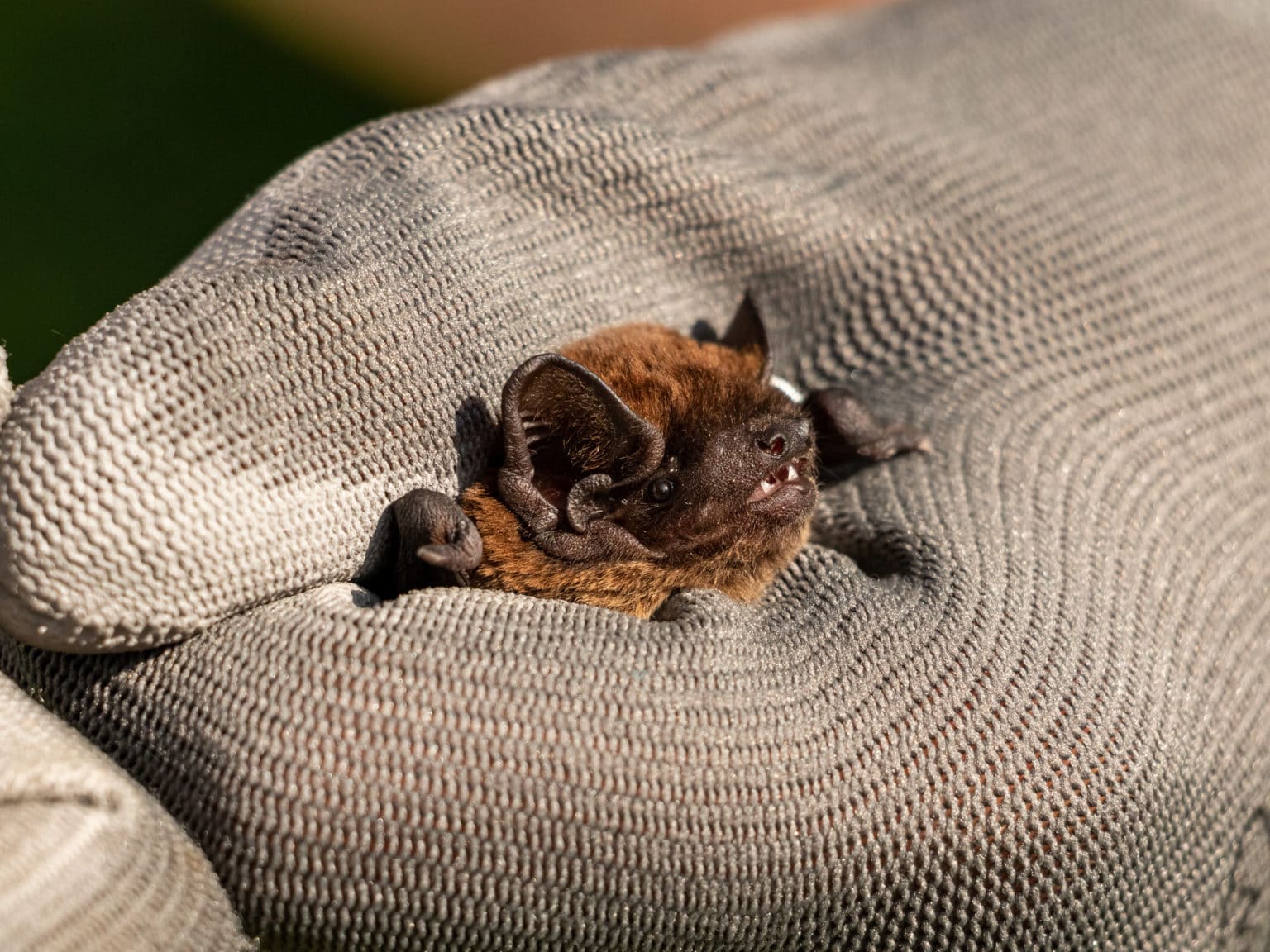 What To Do If You Have Bats In Your House Environmental Pest Management