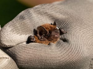 a Little Brown Bat in the hand of a pest control worker
