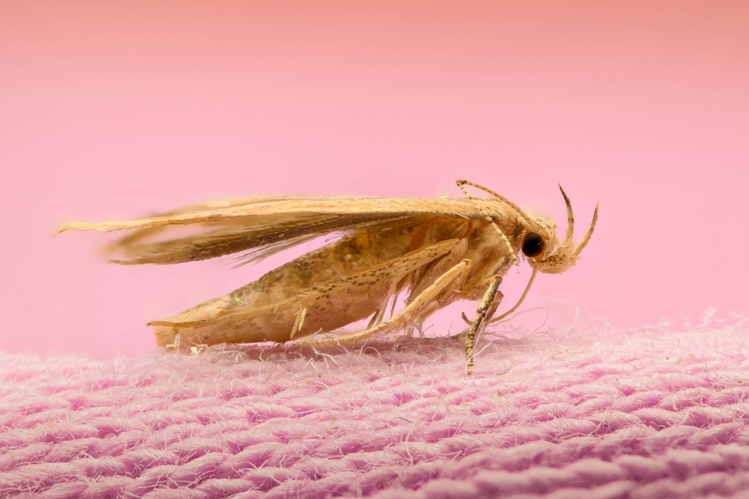 a moth on a pink, knit piece of clothing