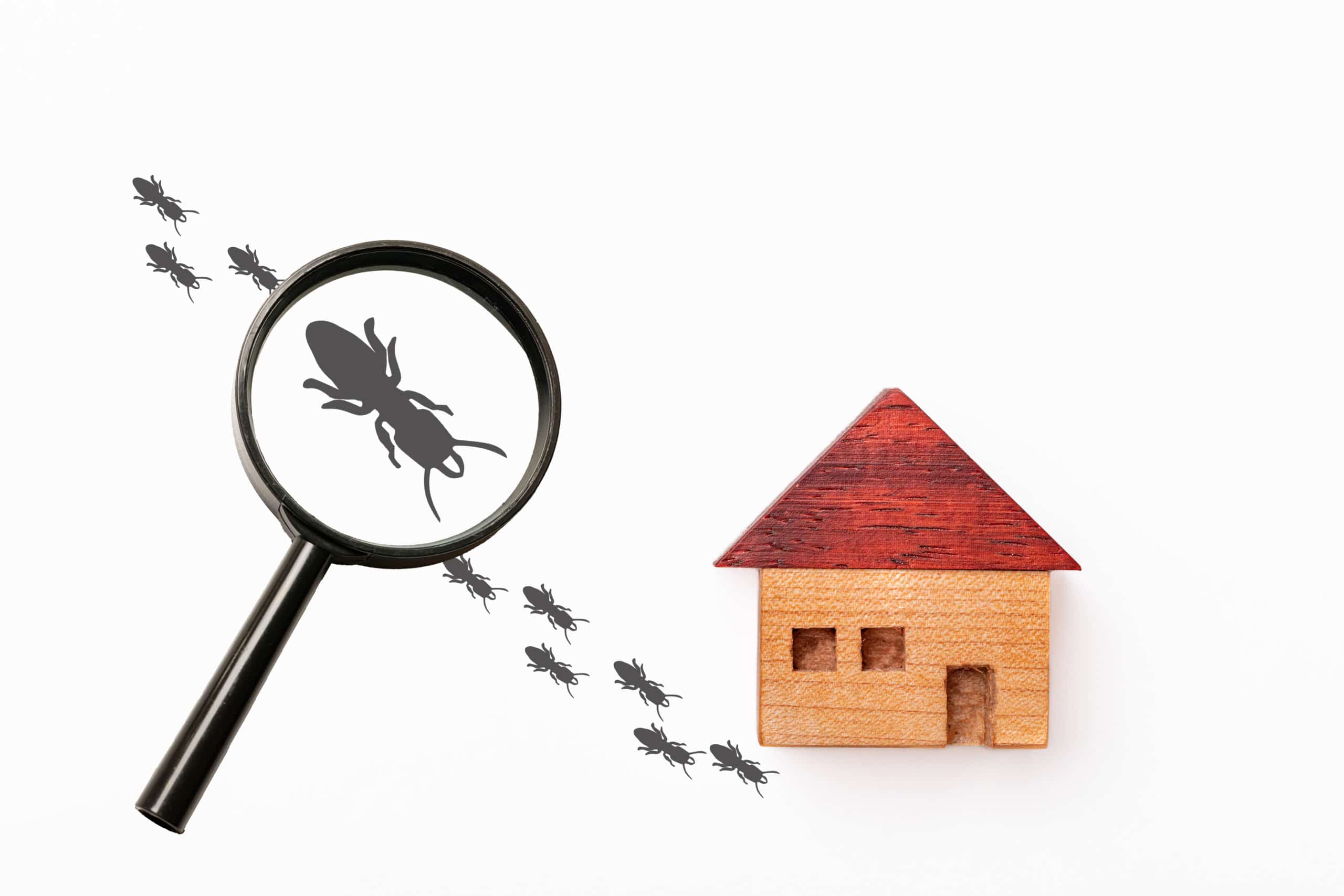a cartoon about Pest Inspection