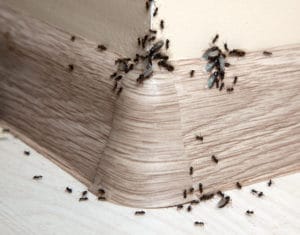 Ants in the house on the baseboards and wall angle