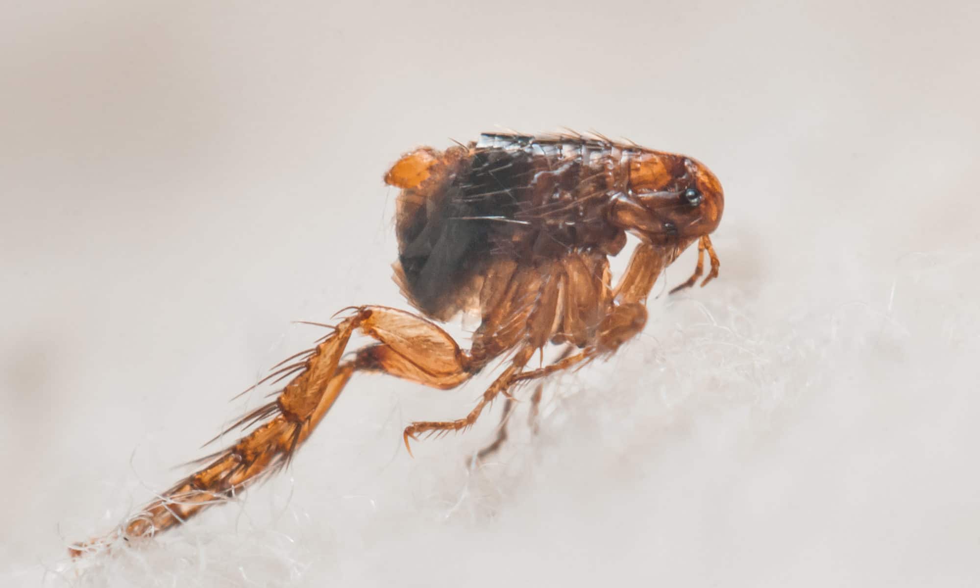 A close-up of a flea