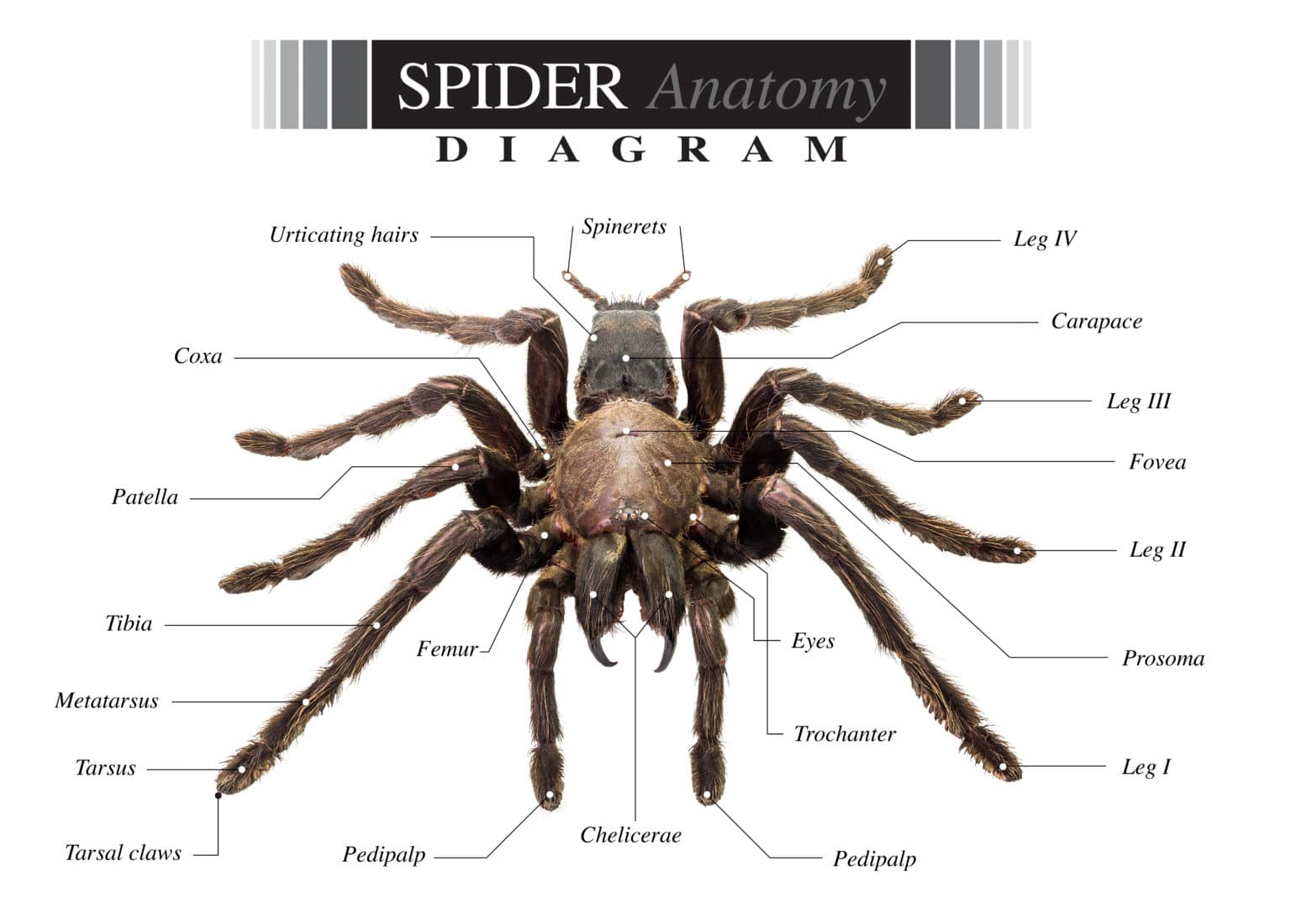 spider-diagram-environmental-pest-management