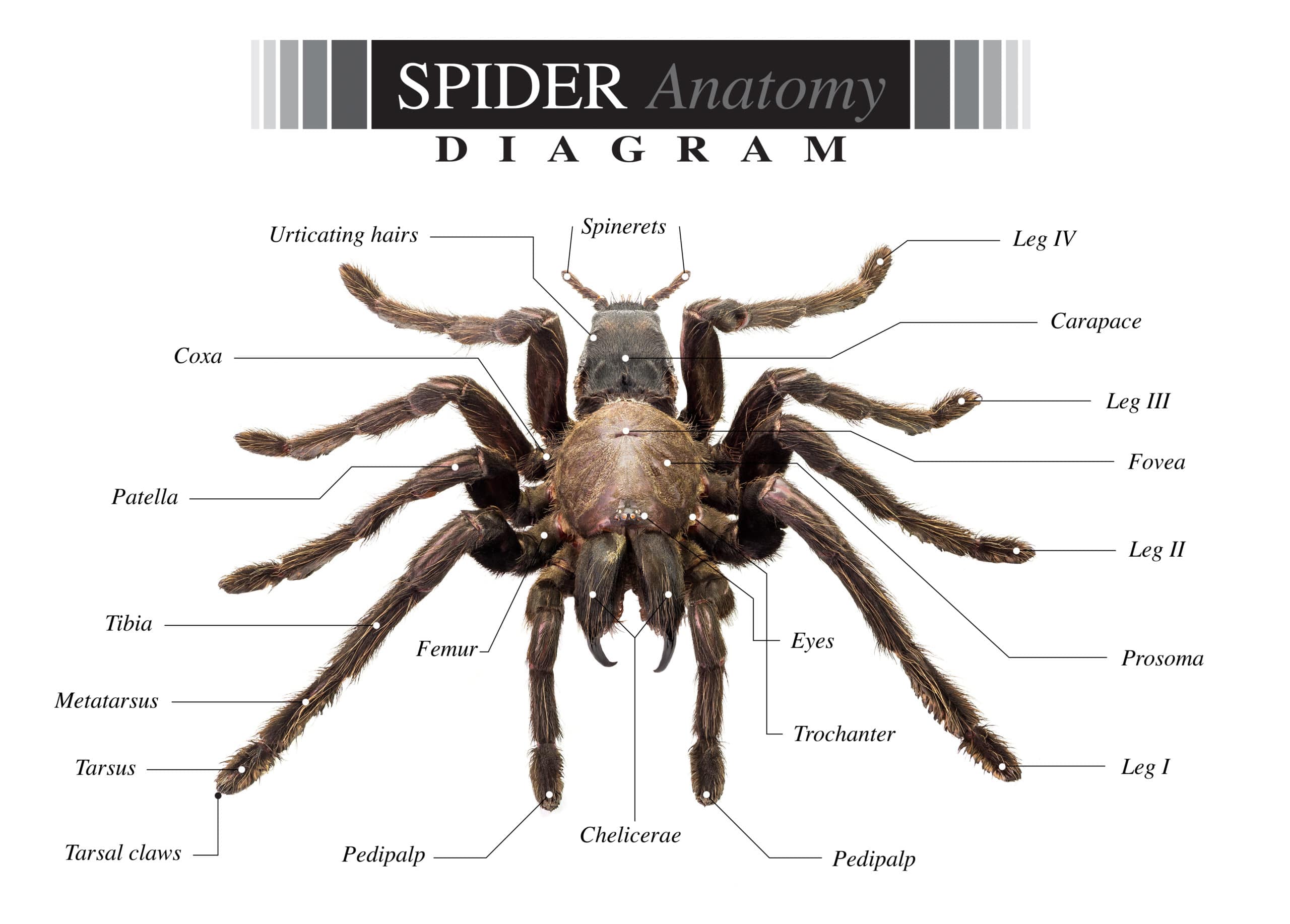 Spider Diagram For Kids