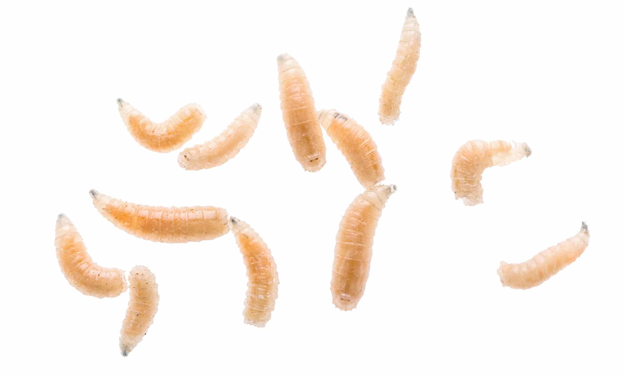 Maggot fly larva