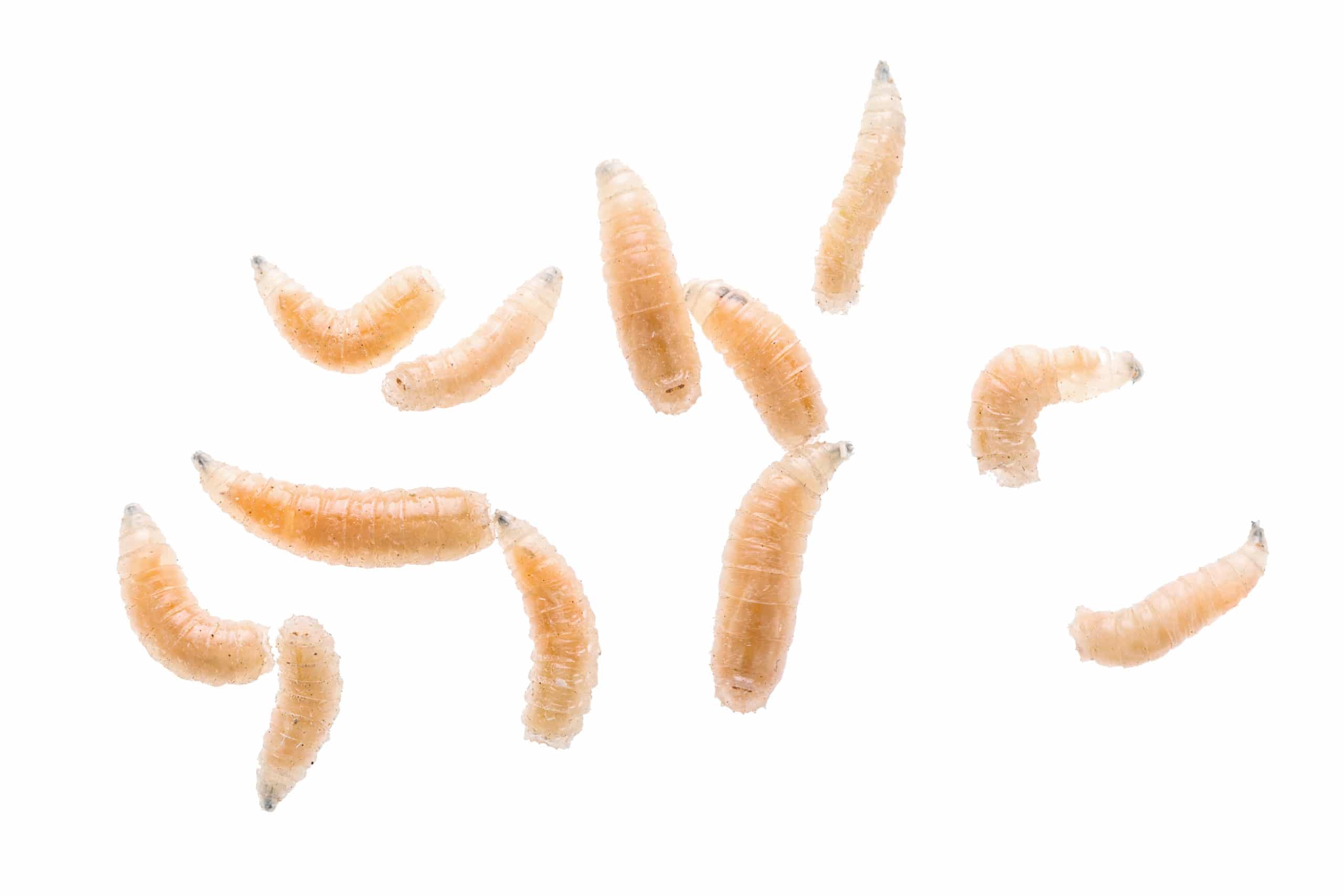 Maggot fly larva