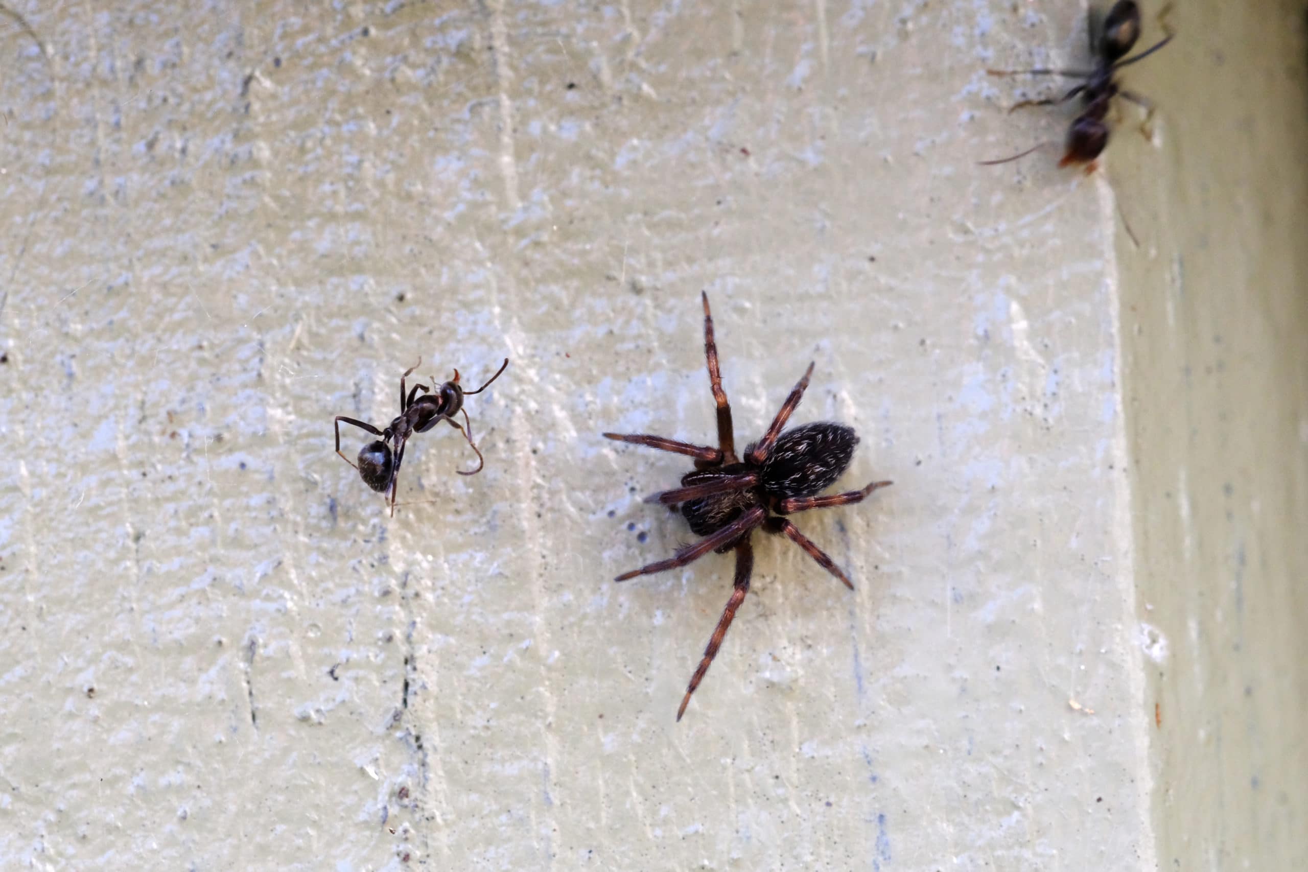 Macro Shot Of Spider Vs Black Ant Another Ant Trying To Safe His Mate   AdobeStock 267707952 Scaled 