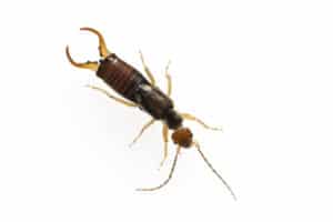 An earwig on a white background
